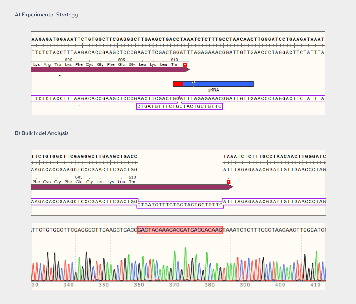 Epitope Tagging via HDR
