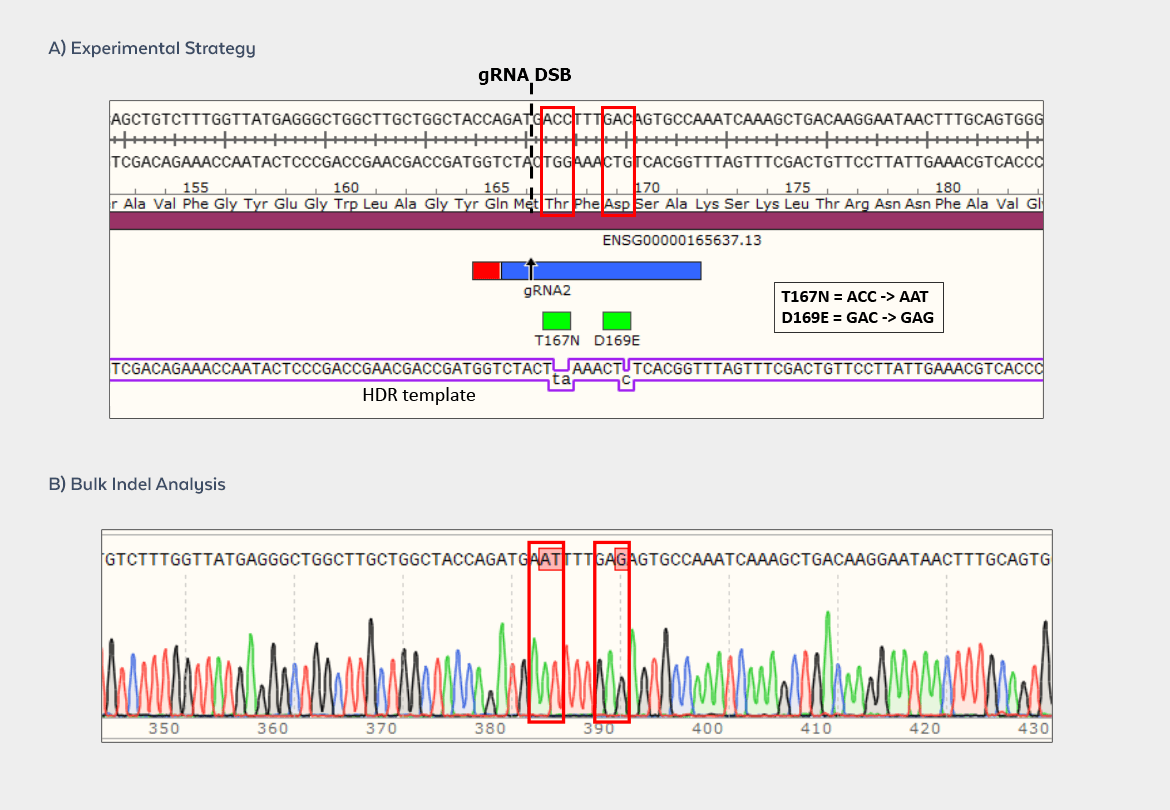Point Mutation via HDR