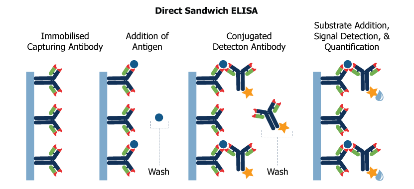 Direct Sandwich ELISA