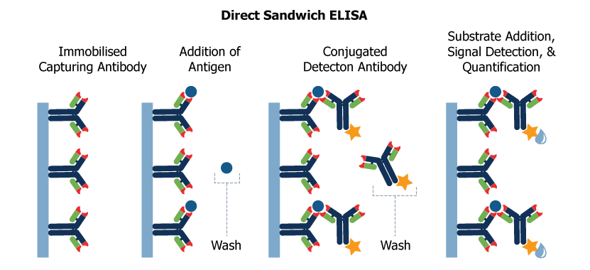 direct elisa