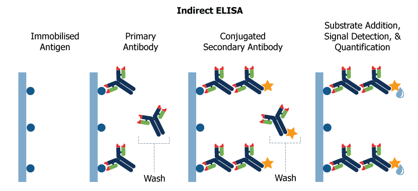 Indirect ELISA