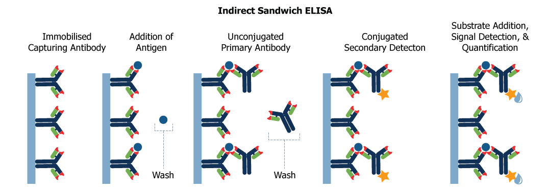 Indirect Sandwich ELISA