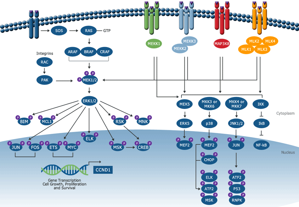 erk-signaling-pathway-ras-raf-mek