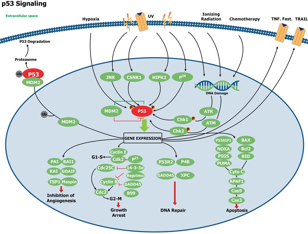 Diagram Of Signaling Pathways Activated In The Upr Three Er