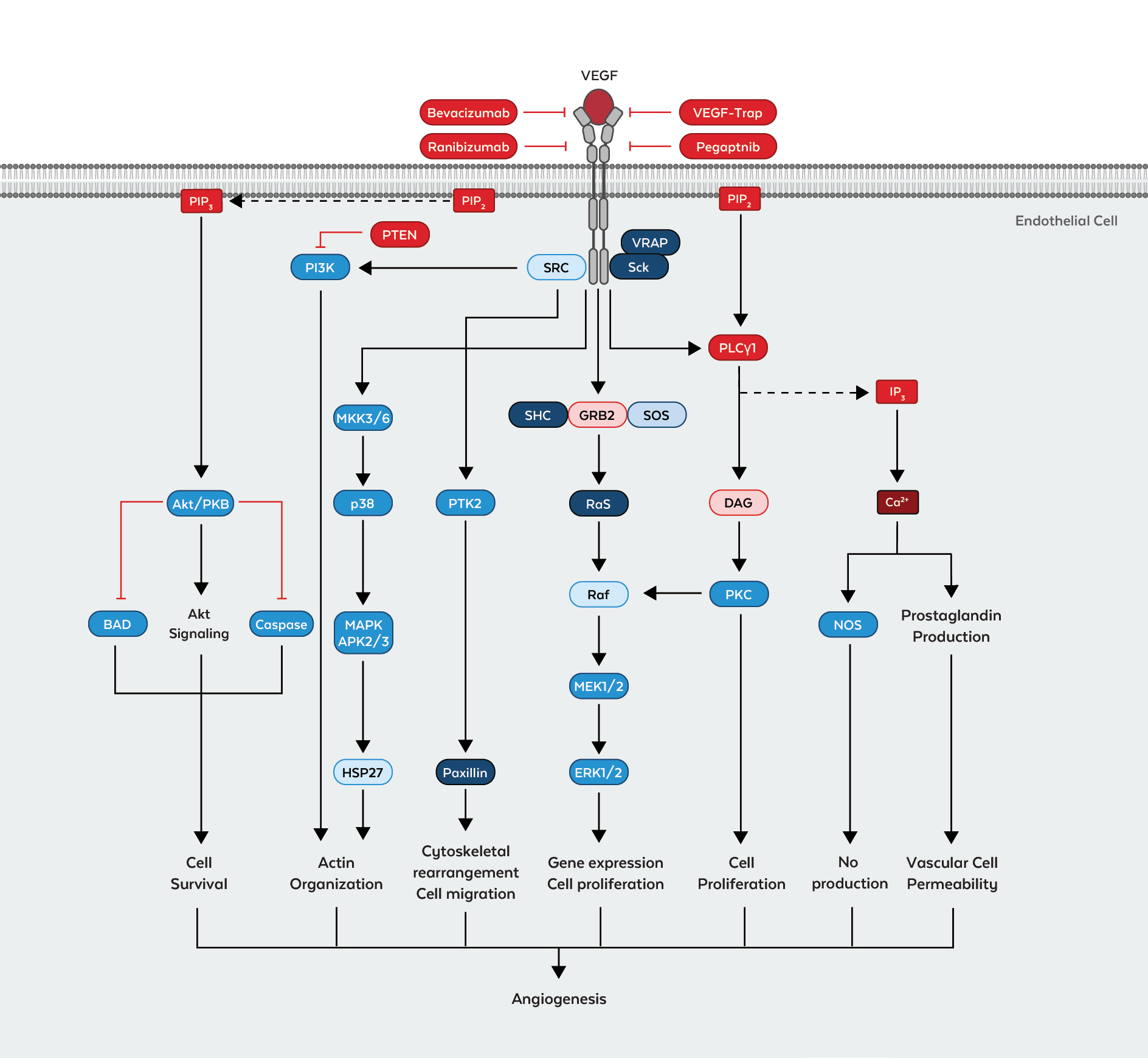 vegf-signaling-pathway