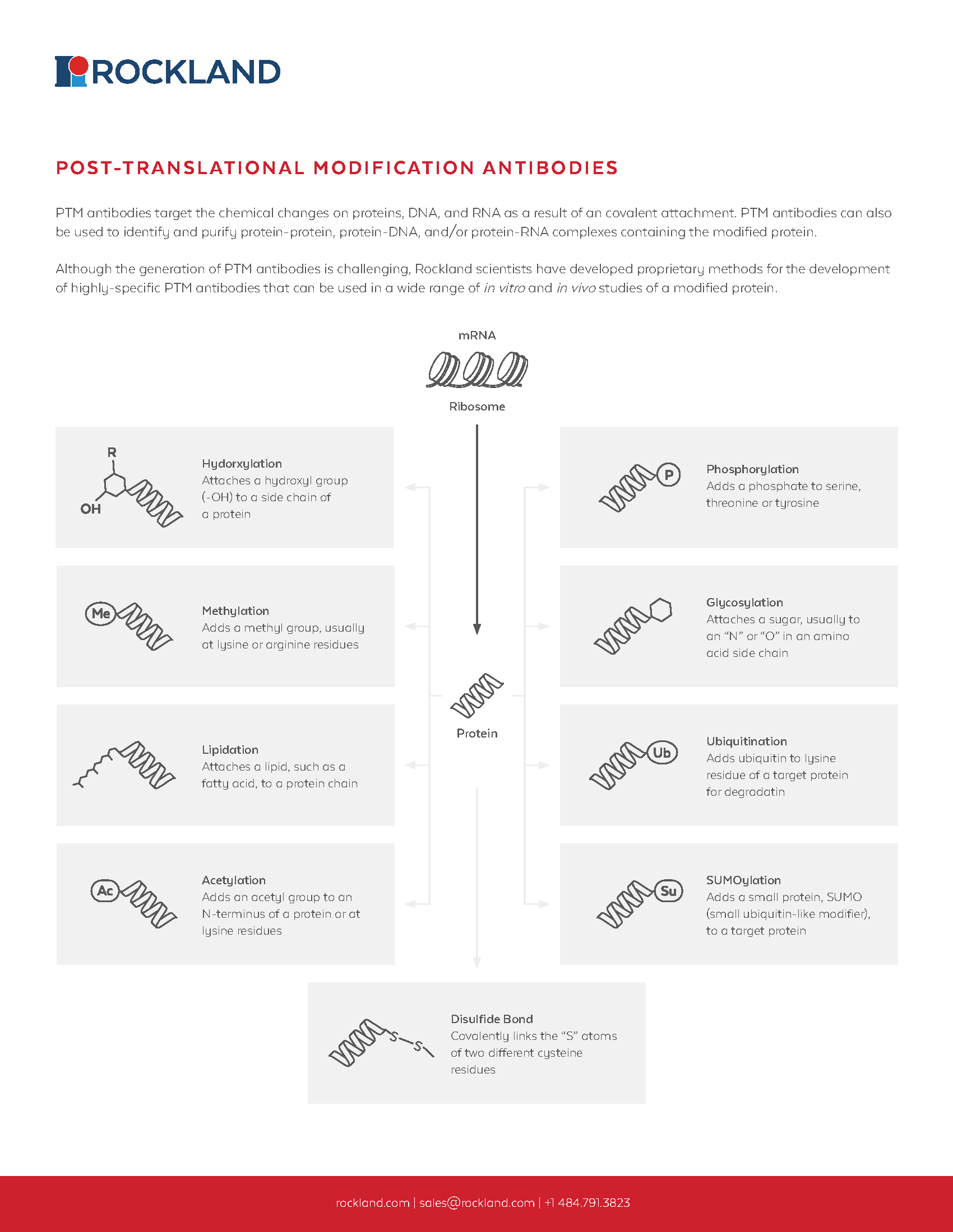 PTM-Antibodies-Flyer-1.png