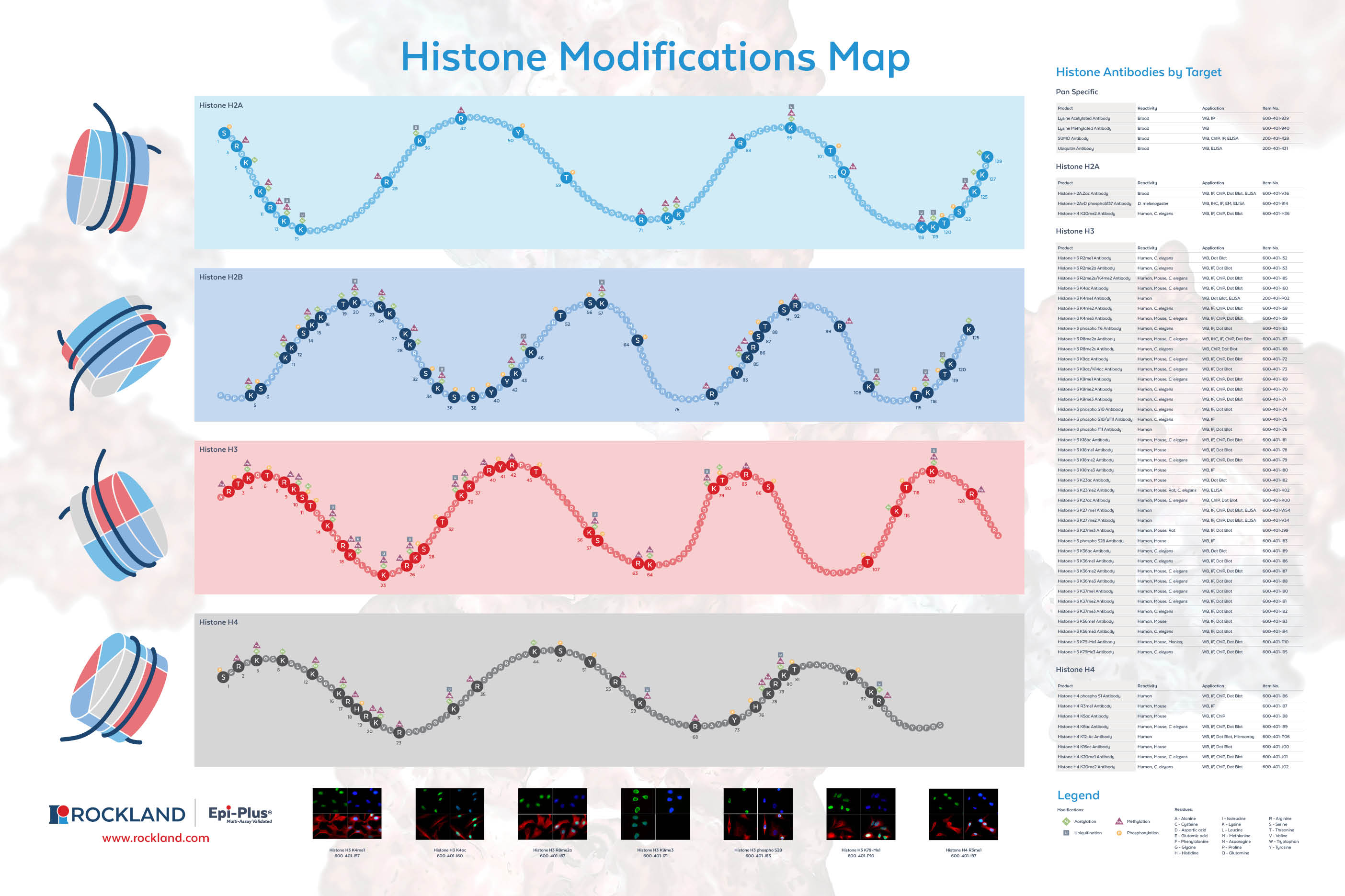 Histone-Modifications-Map.jpg