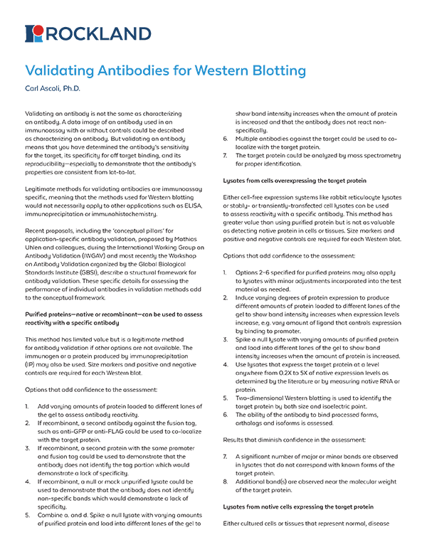 Validating-WB-Antibodies-White-Paper-1.png