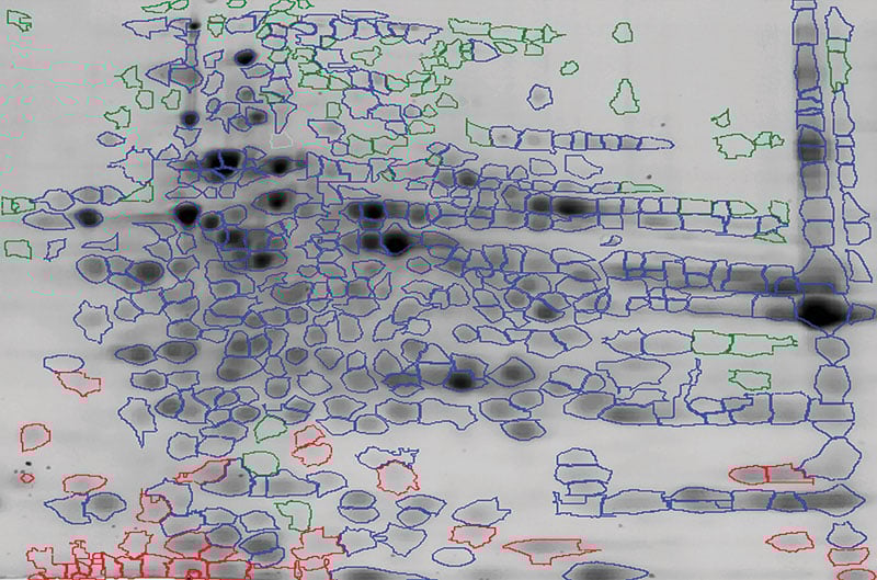 CHO HCP 2D Western Blot Overlay