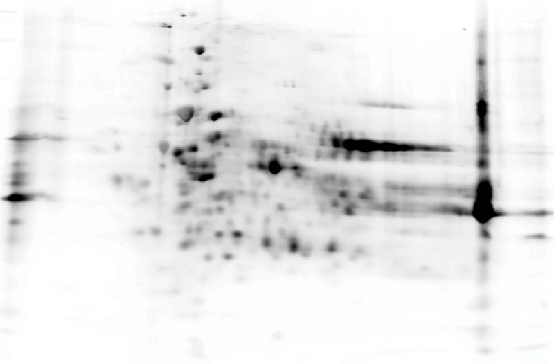 CHO HCP 2D Western Blot