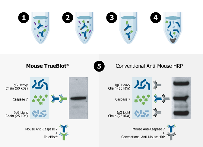 TrueBlot_Comparison.png