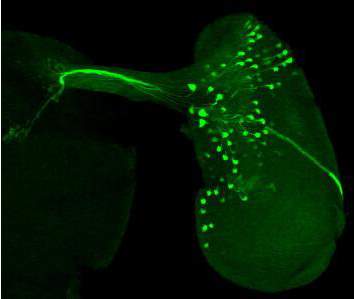 600-901-215-GFP-Antibody.jpg