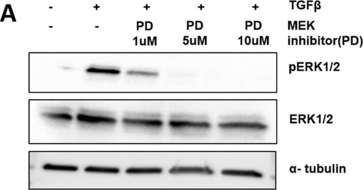 Alpha Tubulin Control