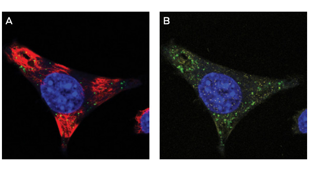 IF of Anti-PS monoclonal antibody clone PS05