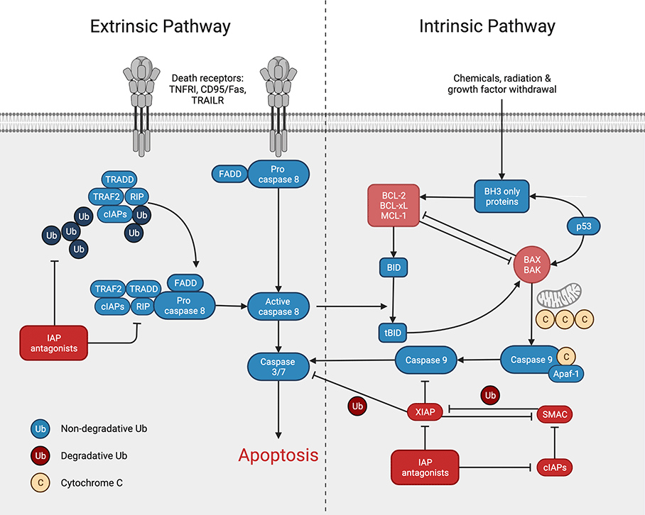 Apoptosis Pathway