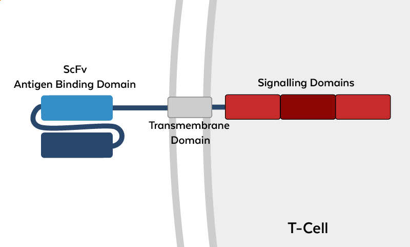 CAR T-Cell