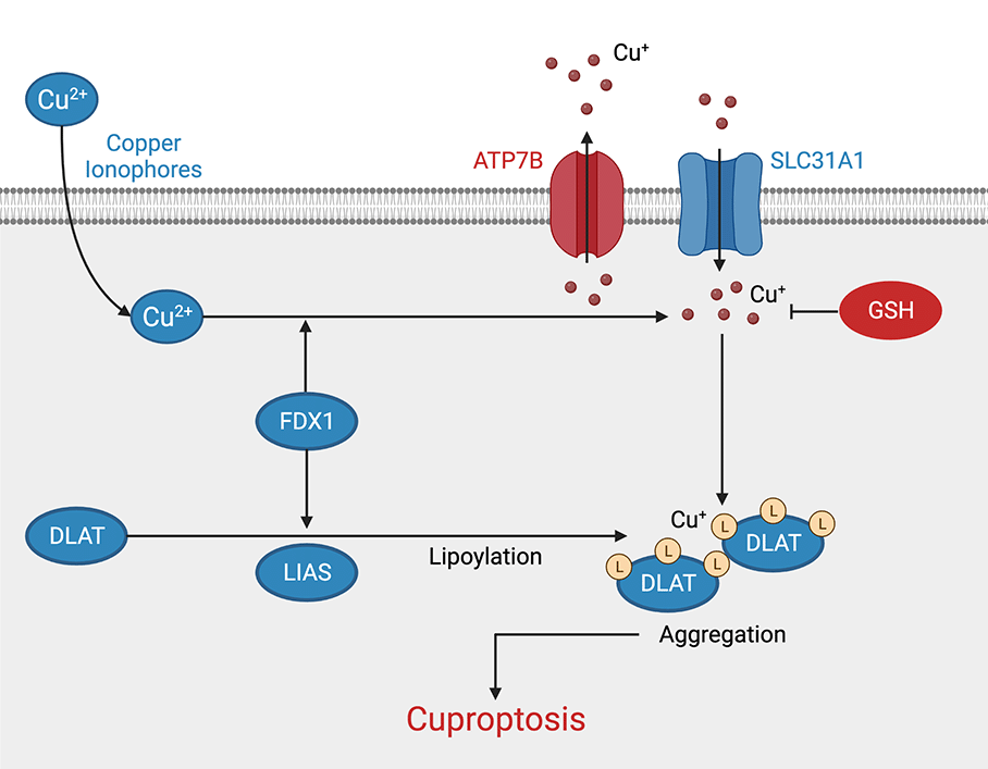 Cuproptosis Pathway