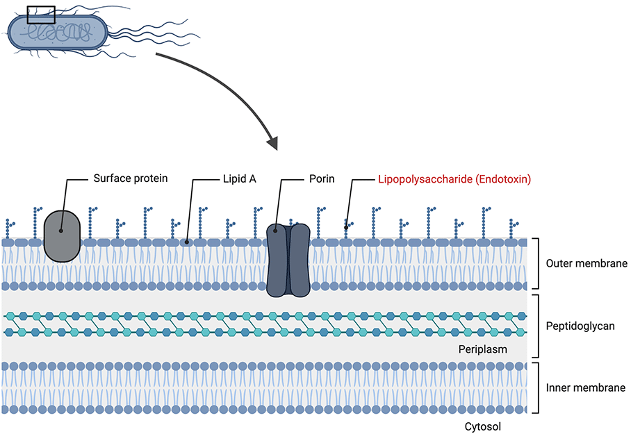 What are Endotoxins?