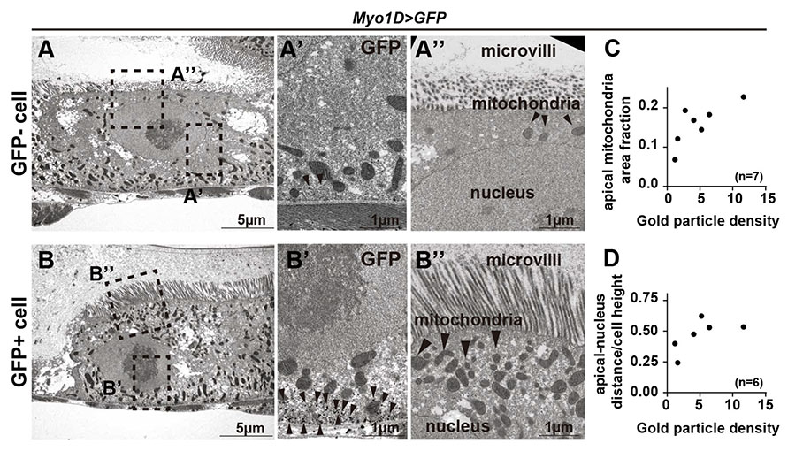 Immuno-electron microscopy of erebotic cells