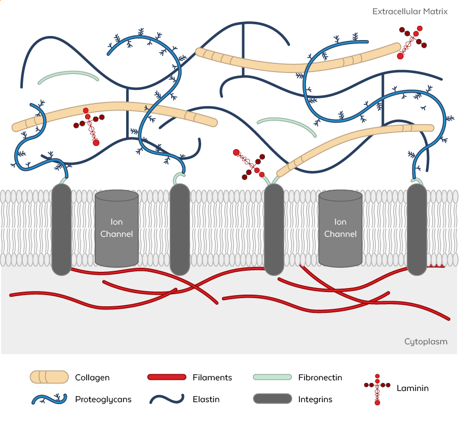 Extracellular Matrix