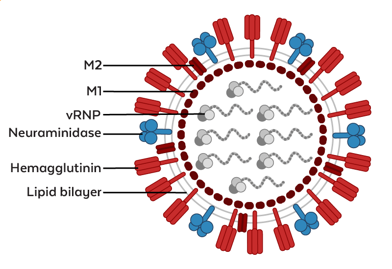 H5N1.png