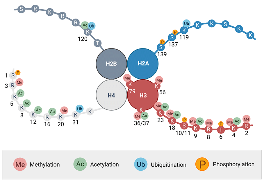 Image of histones and their post-translational modifications