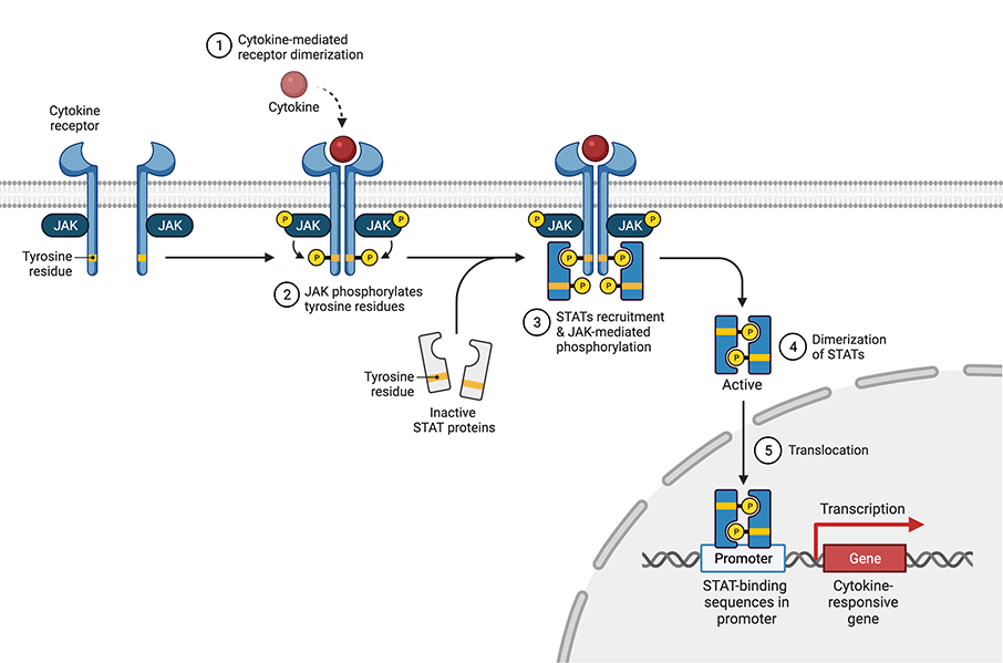 JAK-STAT Pathway