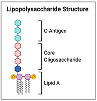 LPS Structure