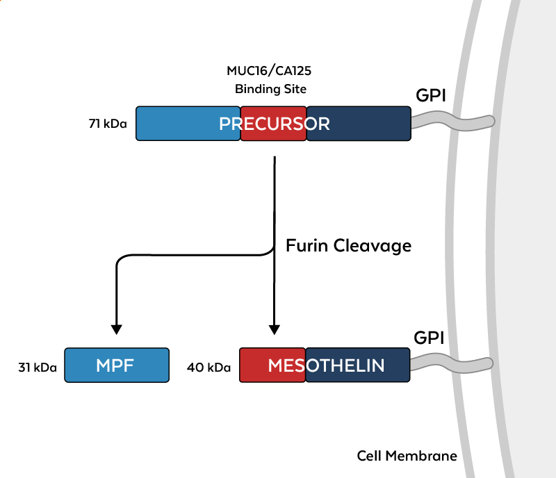 Mesothelin Structure
