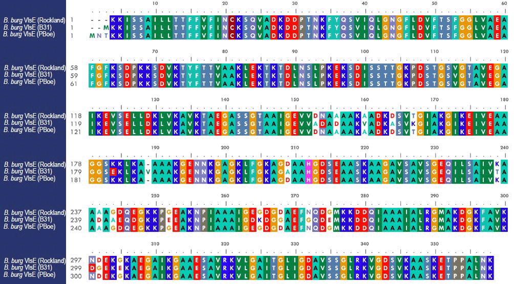 Alignment of three VlsE amino acid sequences