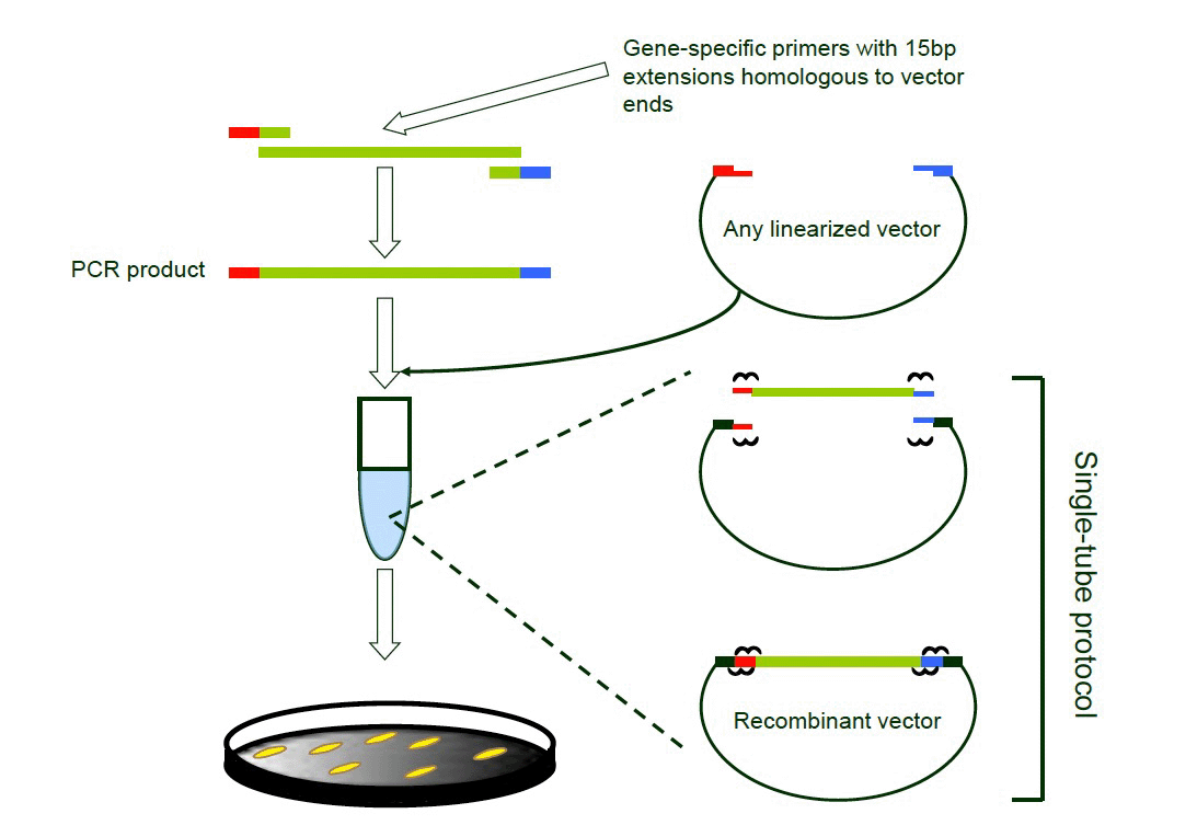 Schematic depicting the ligation-independent cloning (LIC) strategy