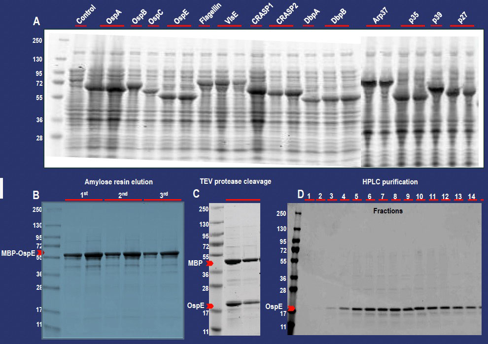 Induced expression of all 14 recombinant LD fusion proteins
