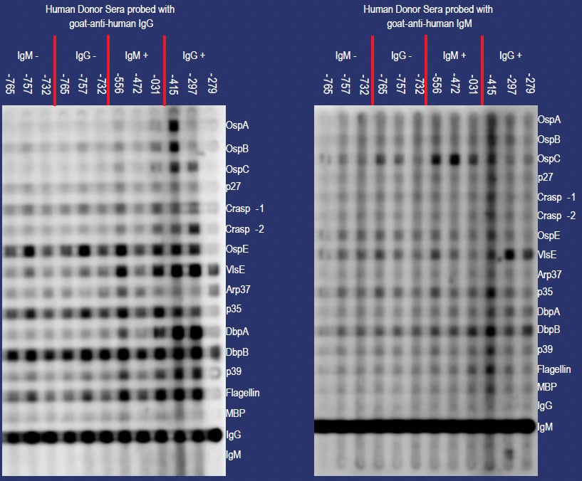 Slot blot matrix