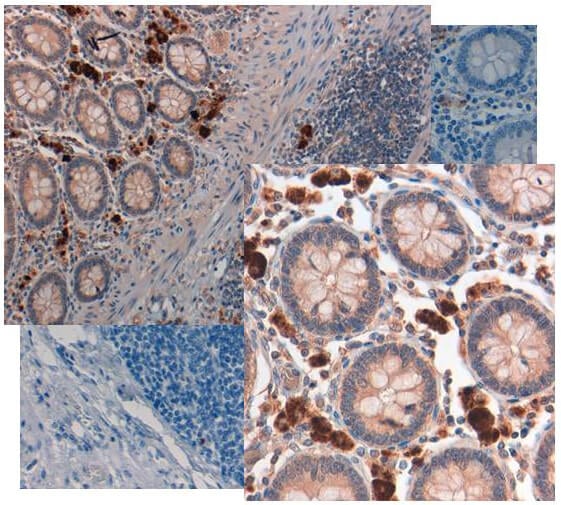 NAG1-Antibody