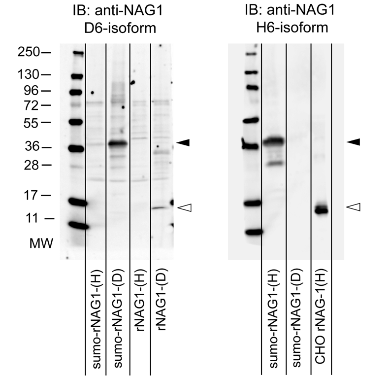 Characterization of NAG 1 Antibodies
