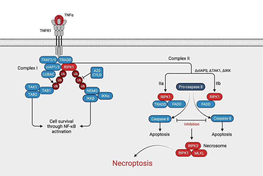 Necroptosis Pathway
