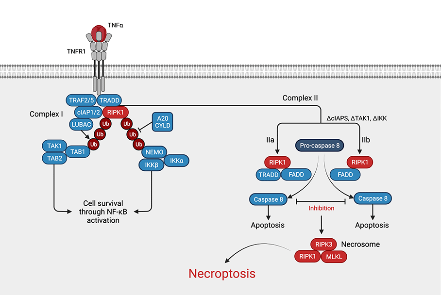 Necroptosis: when apoptosis meets necrosis | rockland