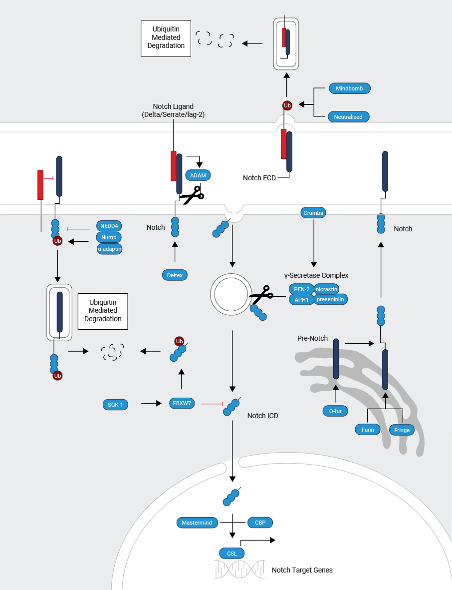 Notch Signaling Pathway