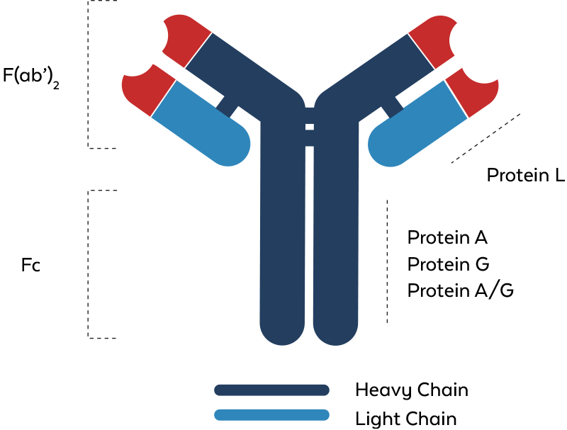 Protein A, Protein G, Protein A/G Comparison