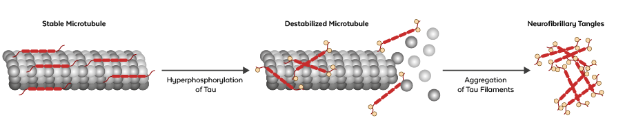 Tau Protein Pathology