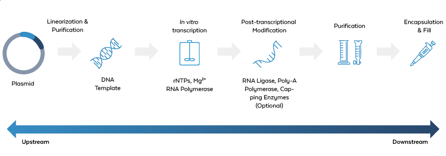 mRNA Vaccine Production Worflow