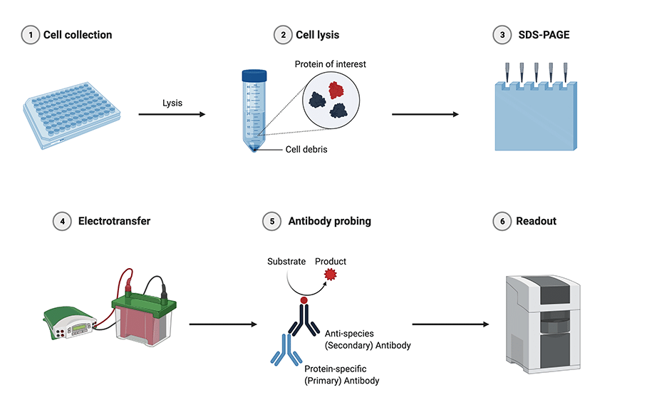 Western Blotting Procedure