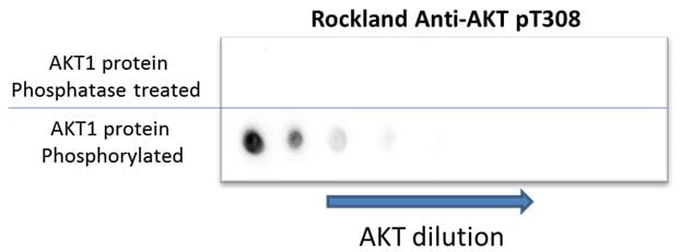 Dot Blot Anti-AKT.jpg