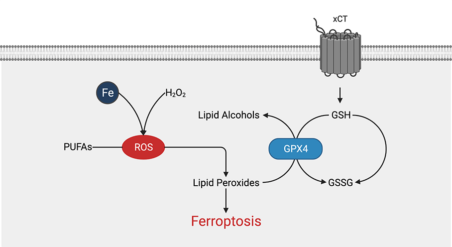 Ferroptosis Signaling Pathway