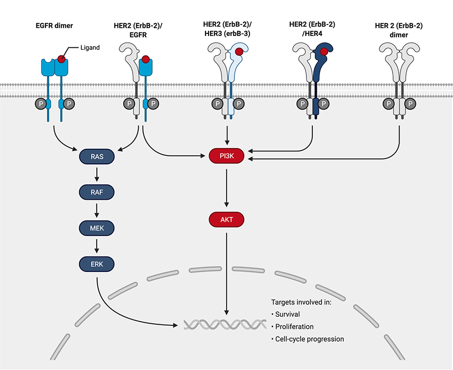 Her2 Signaling Pathway