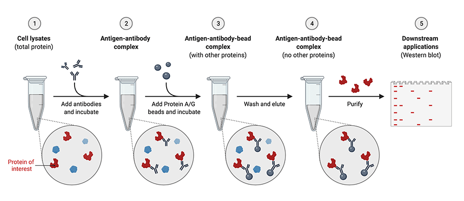 Immunoprecipitation Workflow