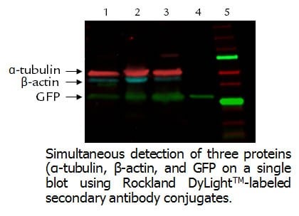 Simultaneous detection of three proteins and GFP on a single blot using Rockland Dylight