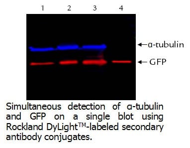 Simultaneous detection of a-tubulin and GFP on a single blot using Rockland Dylight