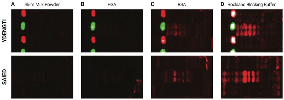 Selected sections of the PEPperCHIP® Peptide Microarrays after assay with different blocking reagents