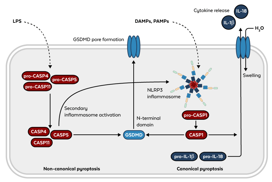 Pyroptosis Pathway